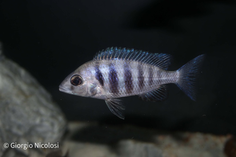 Placidochromis sp. 'phenochilus tanzania' Lupingu
